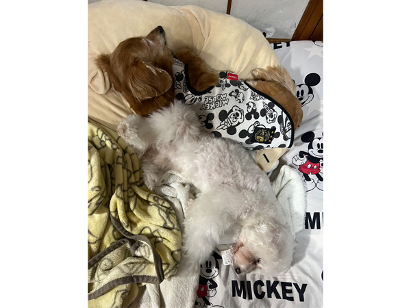 モデル犬卒業後、里親さん宅での様子♪～モアナちゃん～
